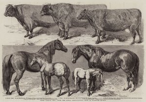 Prize Cattle, atd., z Royal Agricultural Show ve Warwicku